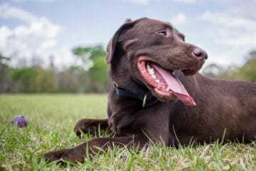 chocolate-lab bark collar